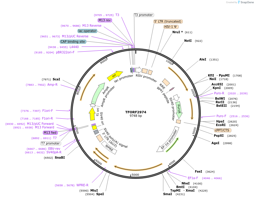 144450-plasmid-map-sequence-id-391597