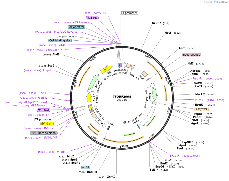 144474-plasmid-map-sequence-id-391598