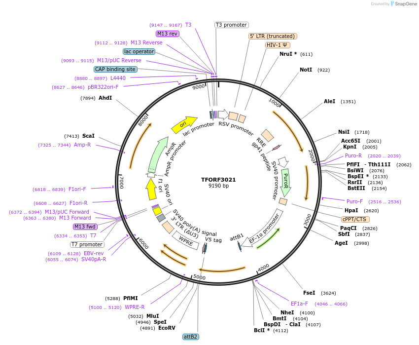 144497-plasmid-map-sequence-id-391599