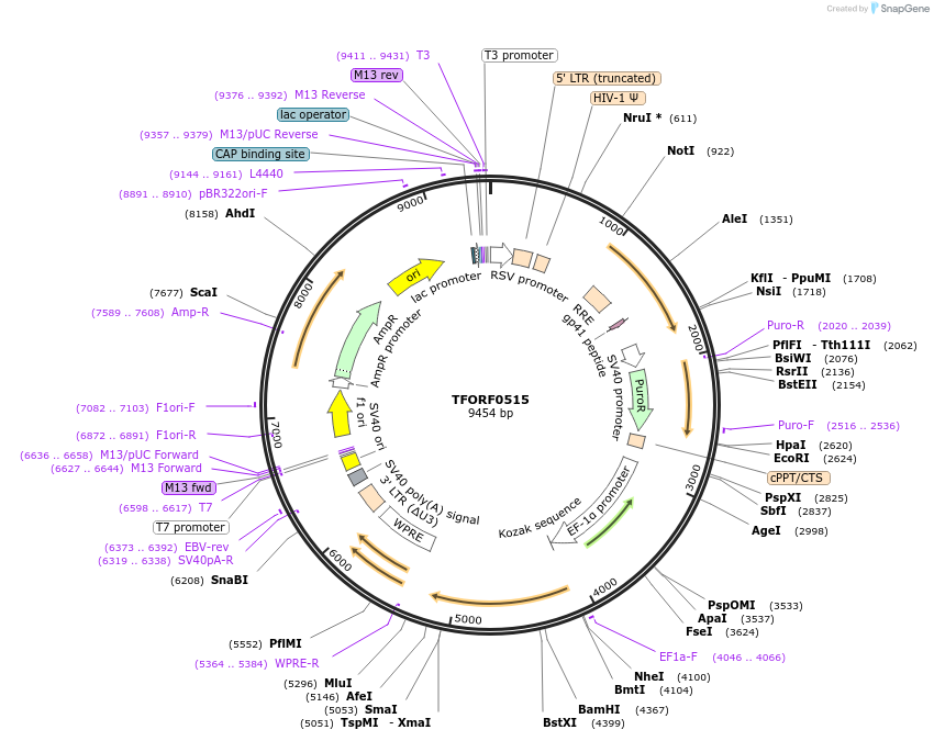 143220-plasmid-map-sequence-id-391600
