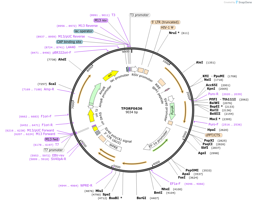 142282-plasmid-map-sequence-id-391603