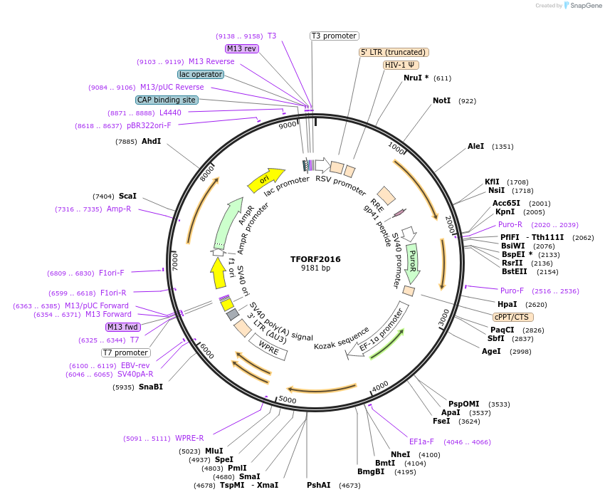 142309-plasmid-map-sequence-id-391604