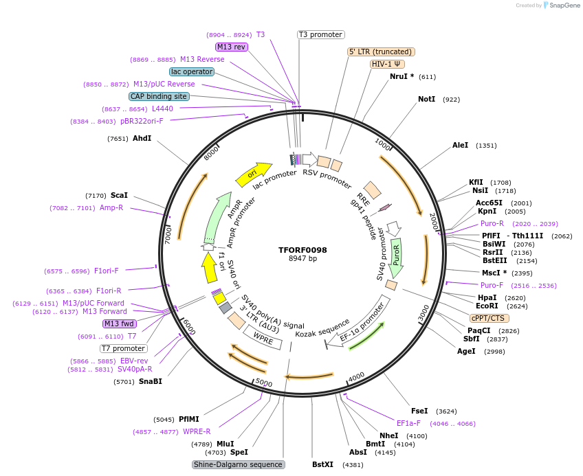 142460-plasmid-map-sequence-id-391606