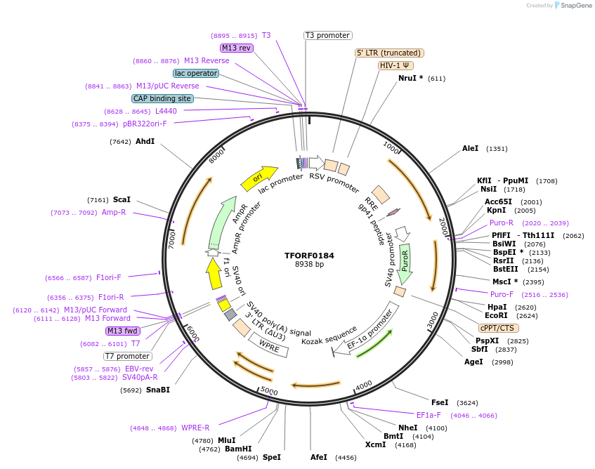 142477-plasmid-map-sequence-id-391608