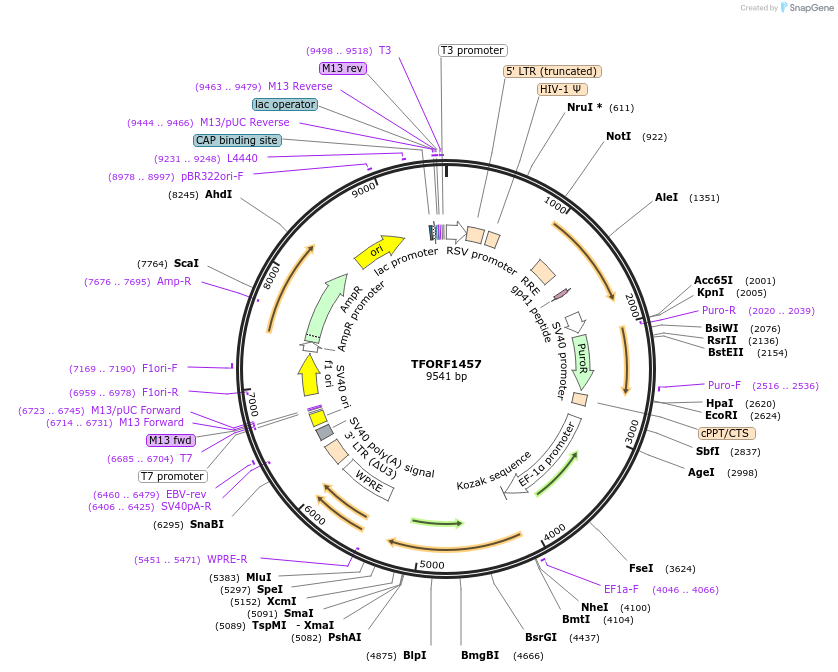 143501-plasmid-map-sequence-id-391611