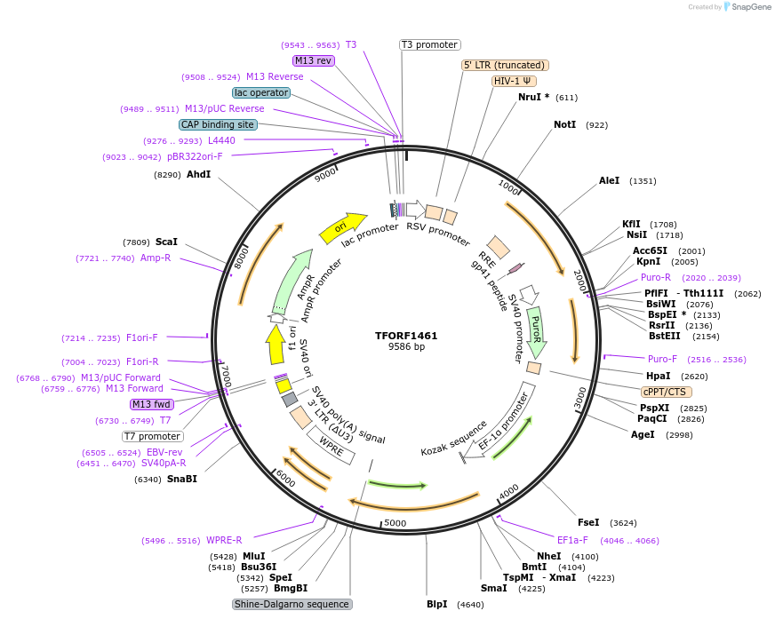 143502-plasmid-map-sequence-id-391612