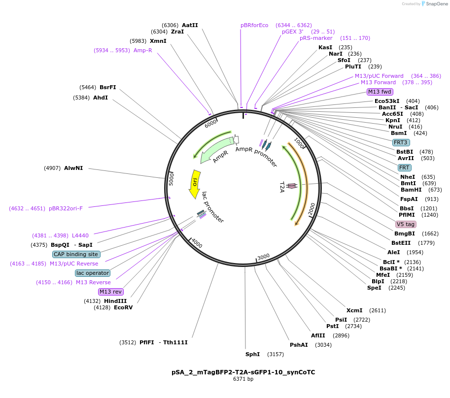 199477-plasmid-map-sequence-id-391618