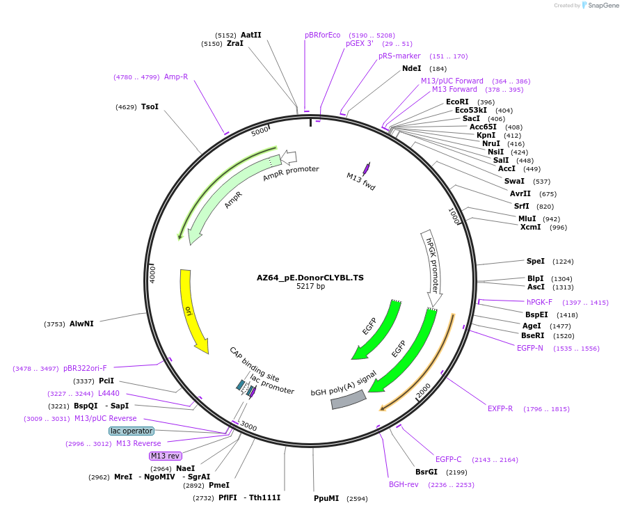199228-plasmid-map-sequence-id-391621