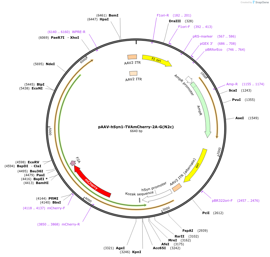 194354-plasmid-map-sequence-id-391643