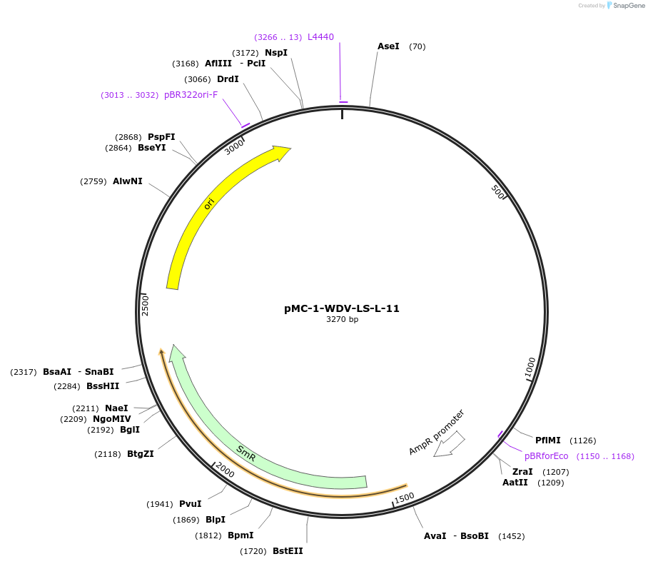 197719-plasmid-map-sequence-id-391651