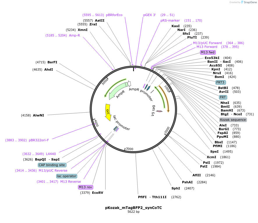 199493-plasmid-map-sequence-id-391658
