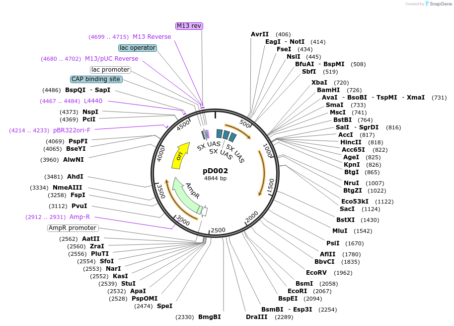 198833-plasmid-map-sequence-id-391659