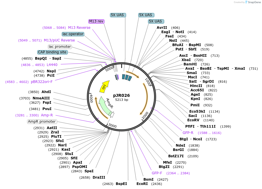 198824-plasmid-map-sequence-id-391660