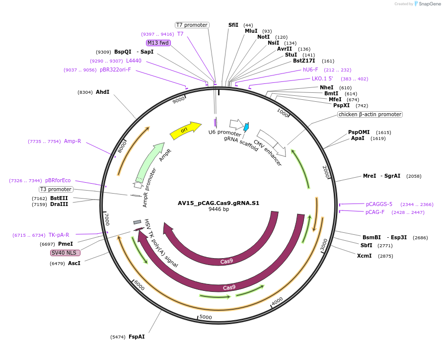 199259-plasmid-map-sequence-id-391662