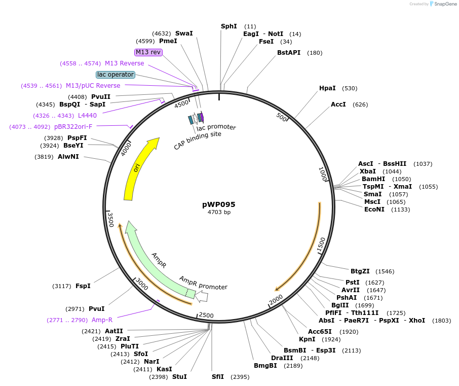 198789-plasmid-map-sequence-id-391663