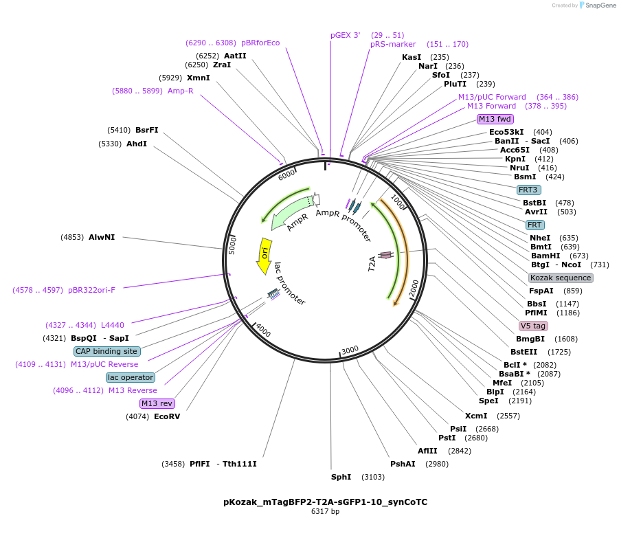 199494-plasmid-map-sequence-id-391664