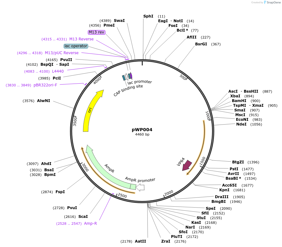 198770-plasmid-map-sequence-id-391665