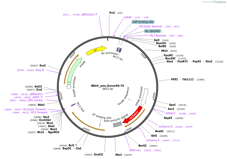 199223-plasmid-map-sequence-id-391672