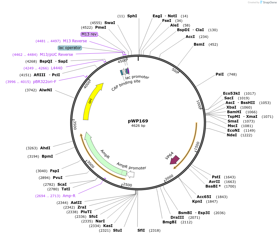 198769-plasmid-map-sequence-id-391674