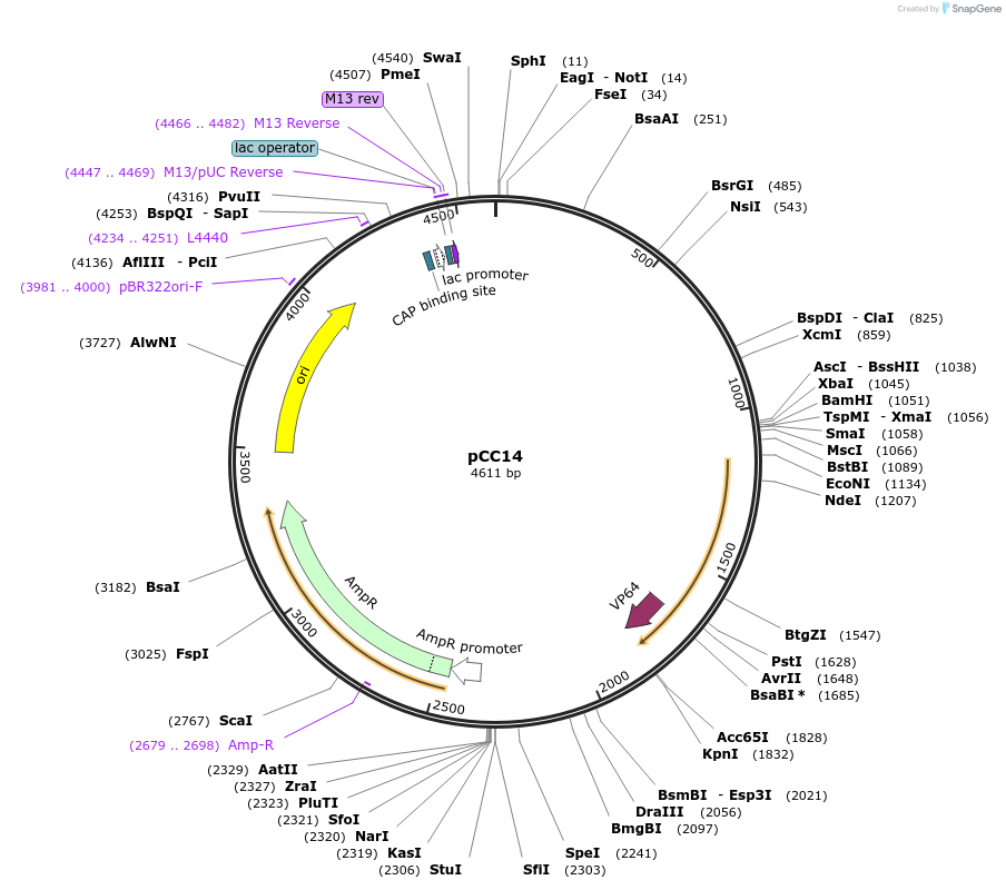 198781-plasmid-map-sequence-id-391675
