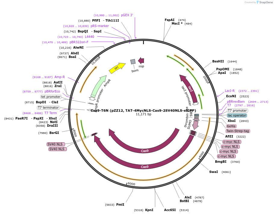 199604-plasmid-map-sequence-id-391676