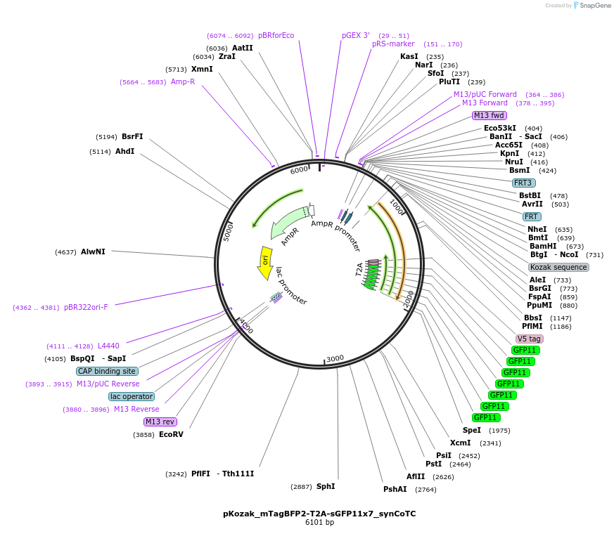 199495-plasmid-map-sequence-id-391677