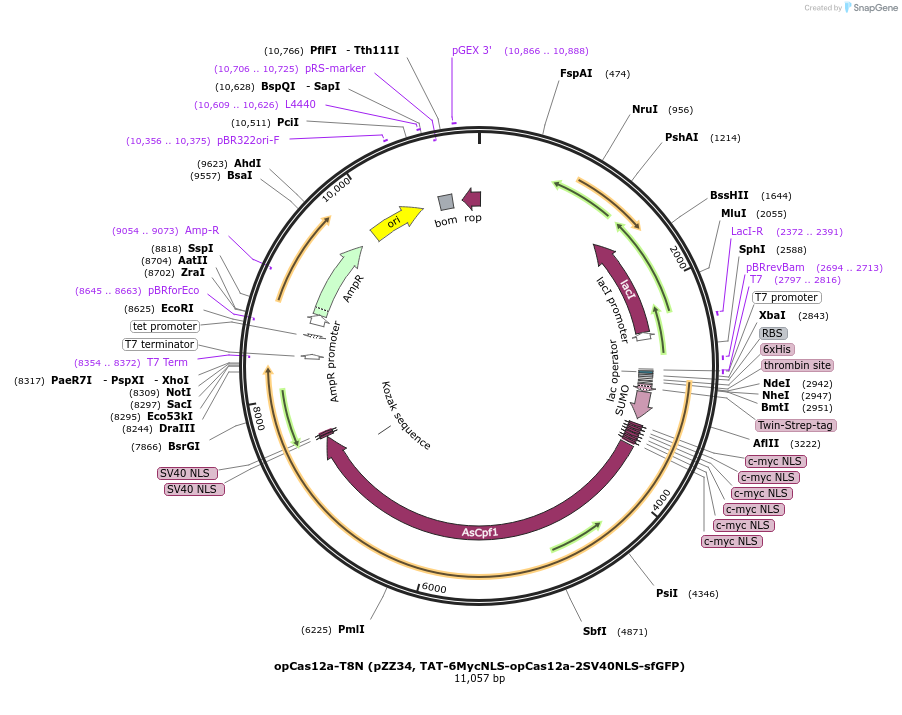 199605-plasmid-map-sequence-id-391679