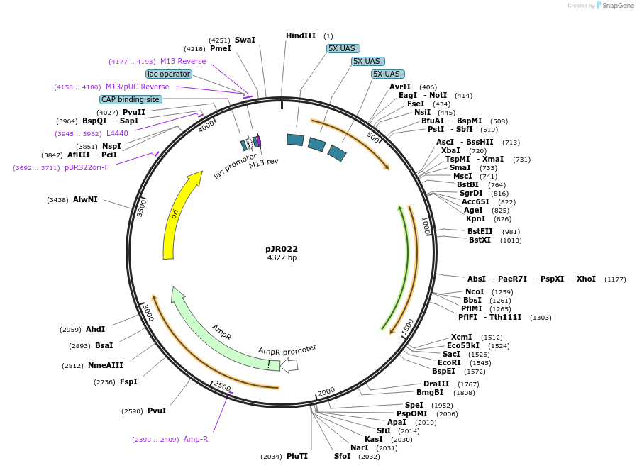 198820-plasmid-map-sequence-id-391680