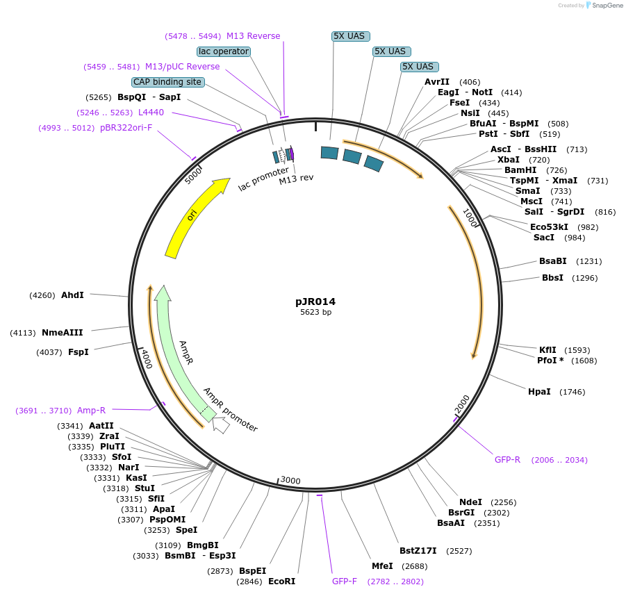 198813-plasmid-map-sequence-id-391683