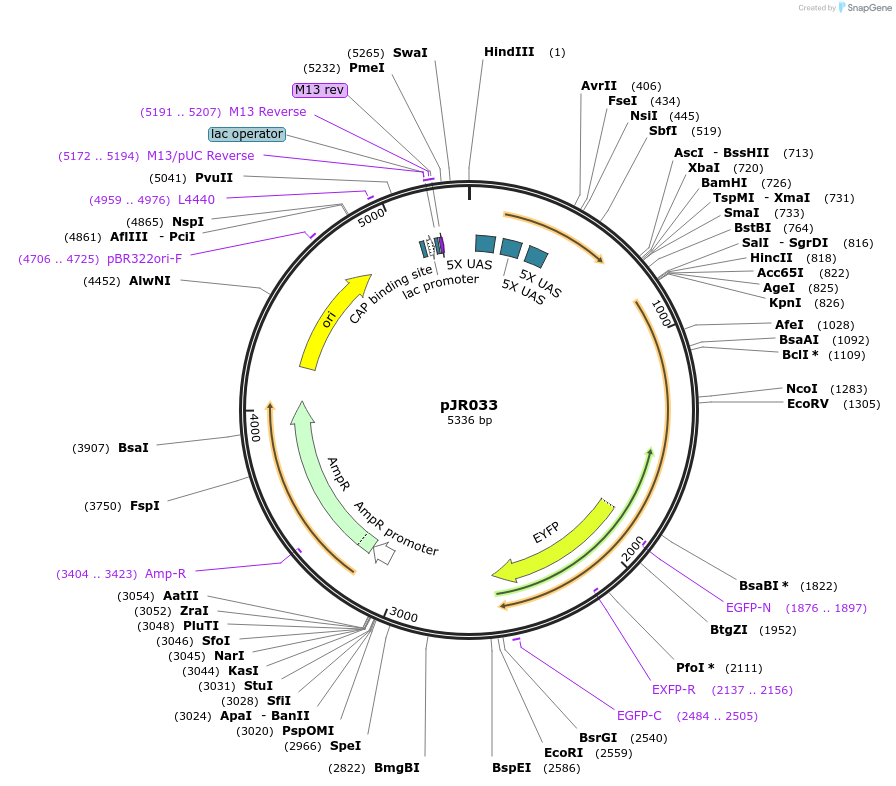 198822-plasmid-map-sequence-id-391686