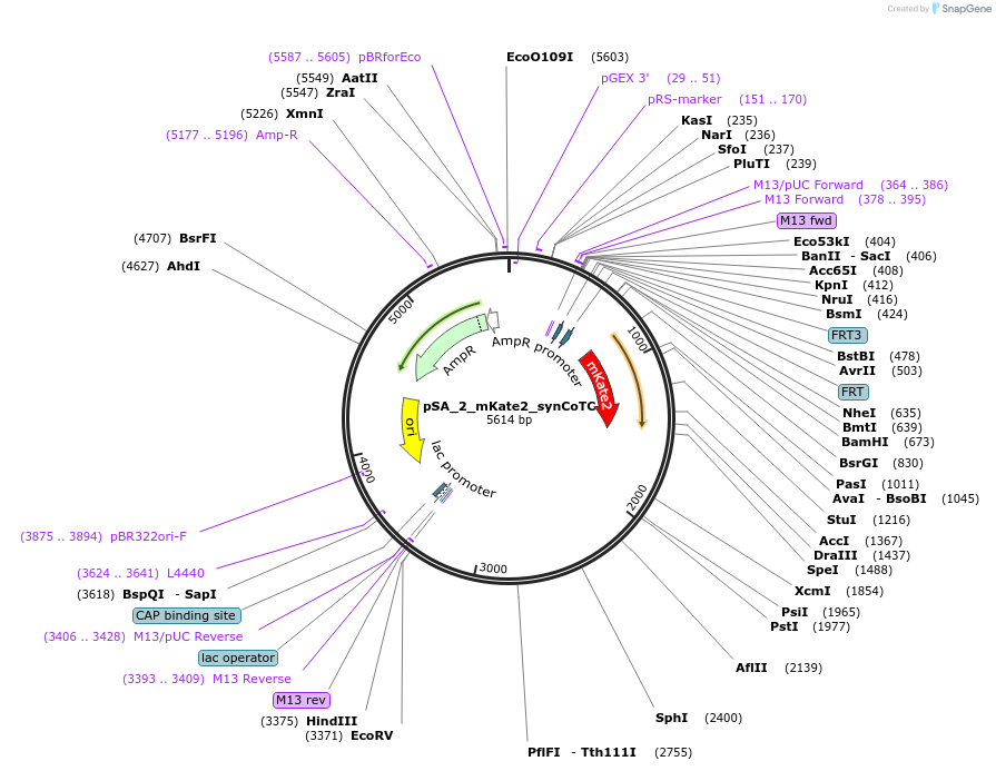 199471-plasmid-map-sequence-id-391687