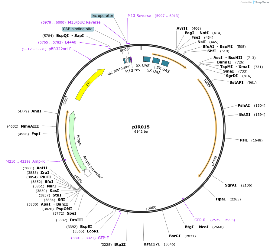198812-plasmid-map-sequence-id-391692