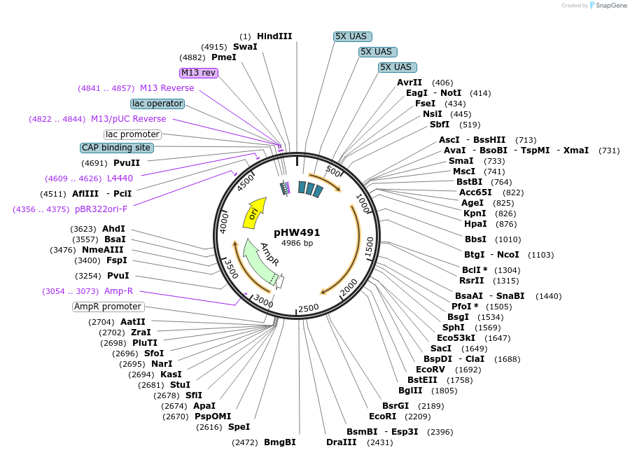 198808-plasmid-map-sequence-id-391693