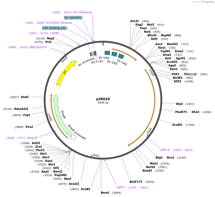 198832-plasmid-map-sequence-id-391696