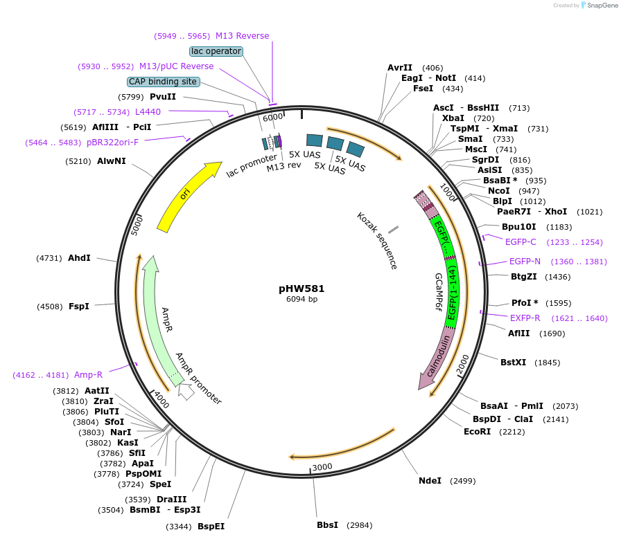 198818-plasmid-map-sequence-id-391699