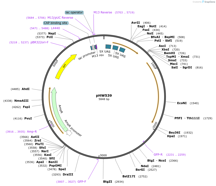 198811-plasmid-map-sequence-id-391700