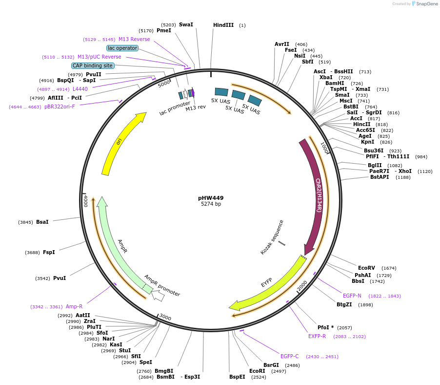 198805-plasmid-map-sequence-id-391701