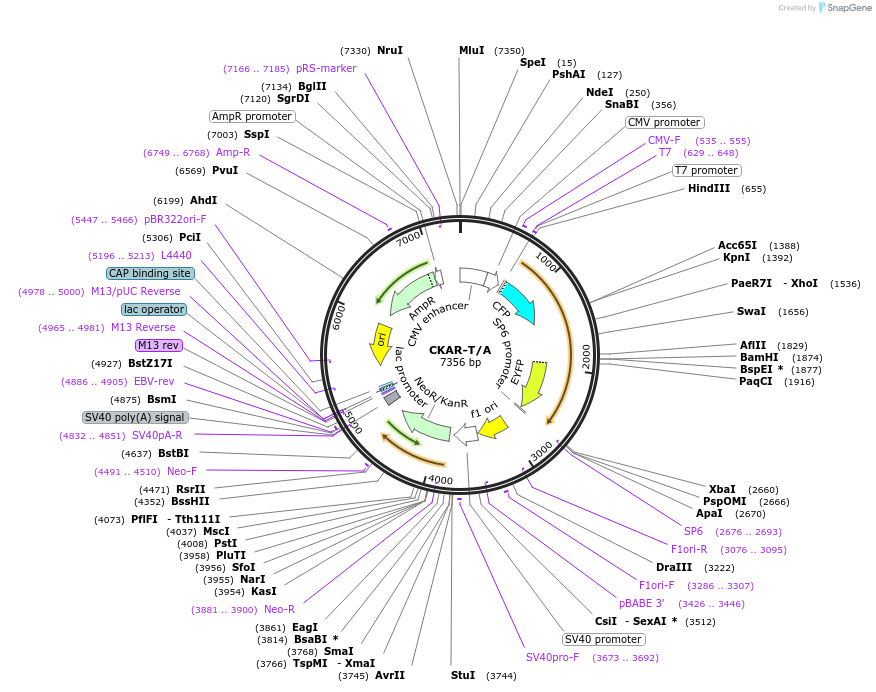14861-plasmid-map-sequence-id-391714