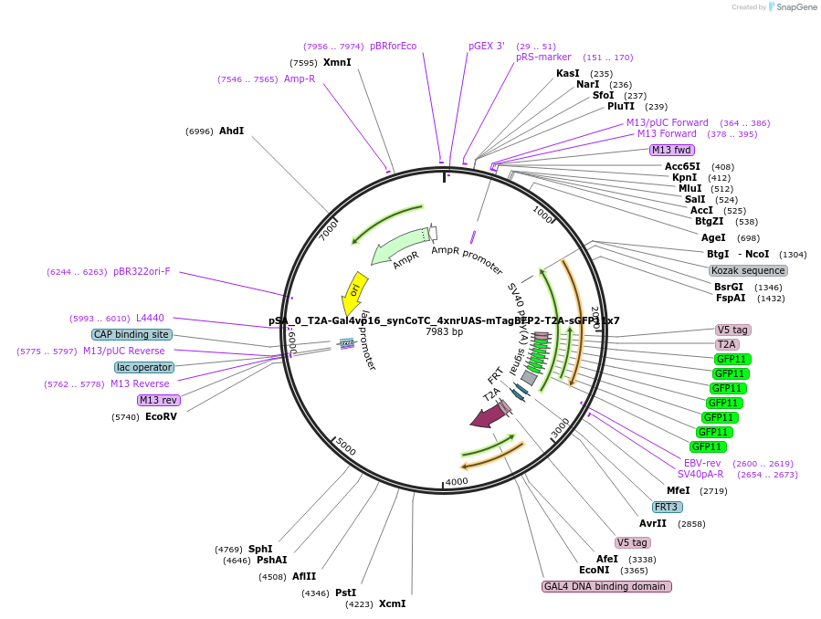 199490-plasmid-map-sequence-id-391717