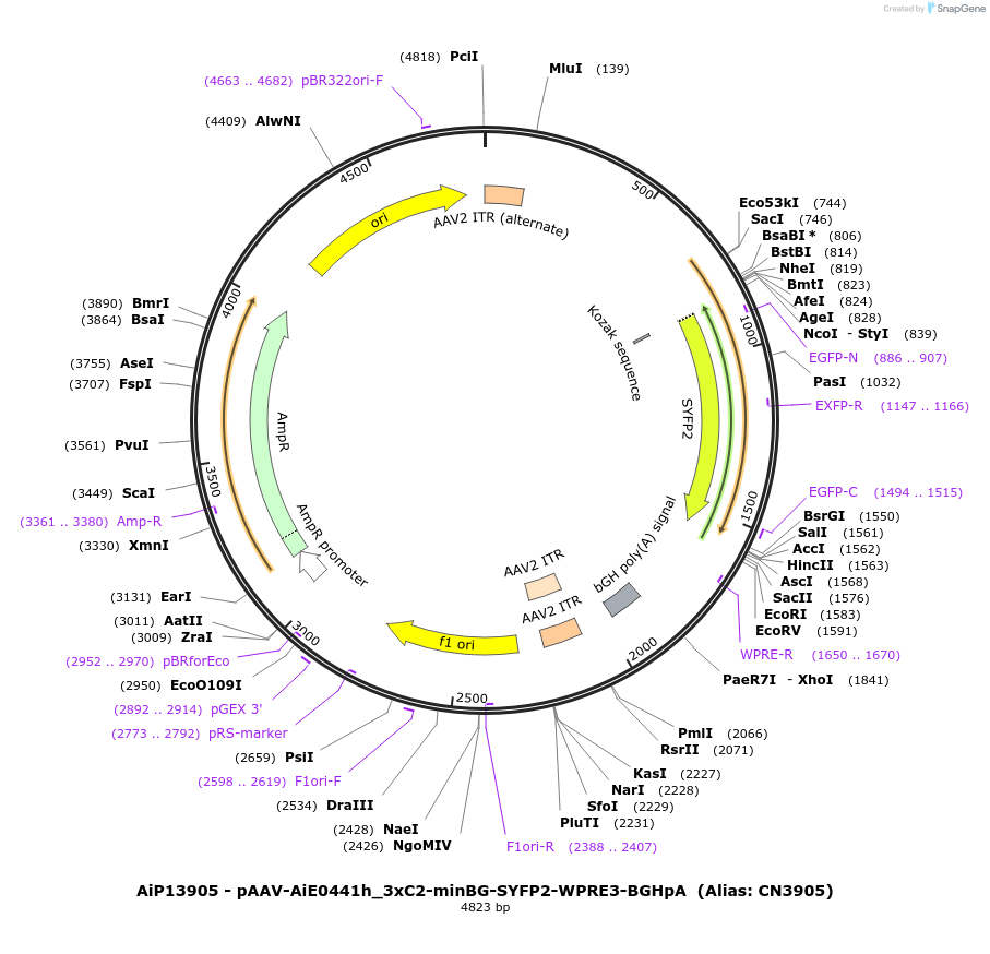 199774-plasmid-map-sequence-id-391718