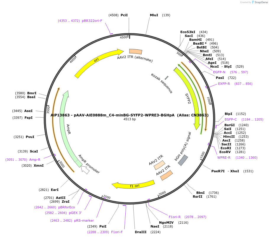 199773-plasmid-map-sequence-id-391719