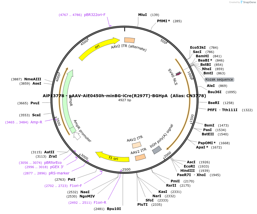 199775-plasmid-map-sequence-id-391720