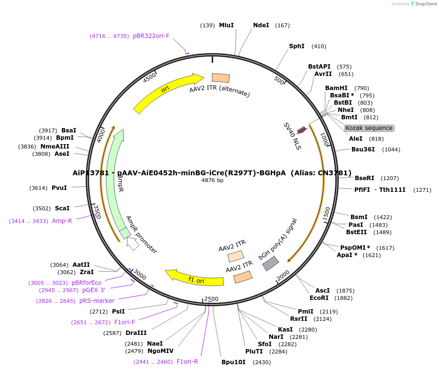199777-plasmid-map-sequence-id-391721