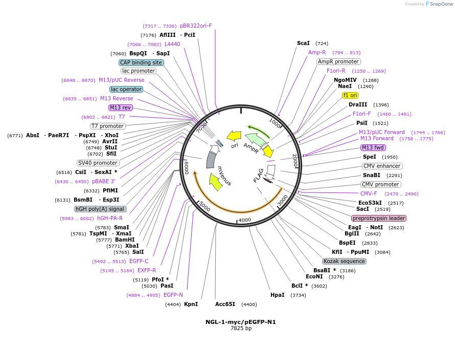197314-plasmid-map-sequence-id-391761