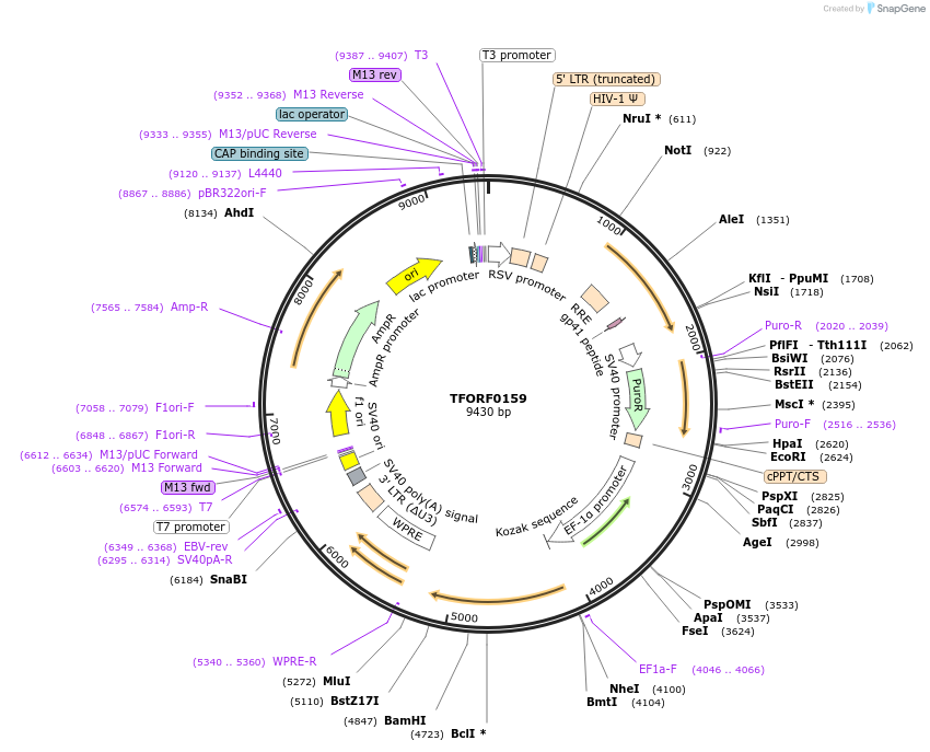 142470-plasmid-map-sequence-id-391773