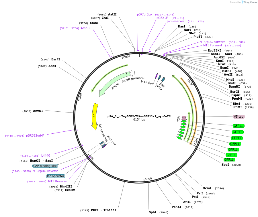 199479-plasmid-map-sequence-id-391787