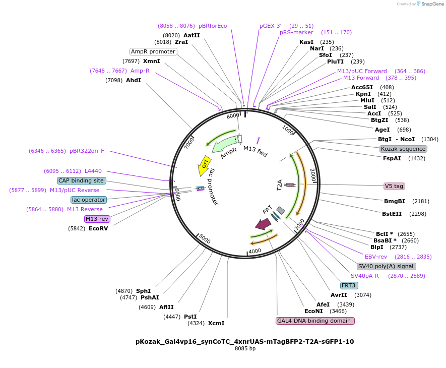 199497-plasmid-map-sequence-id-391788