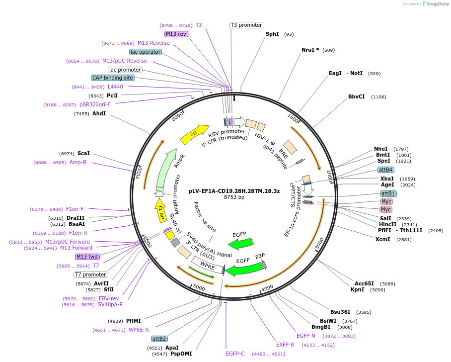 200678-plasmid-map-sequence-id-391792