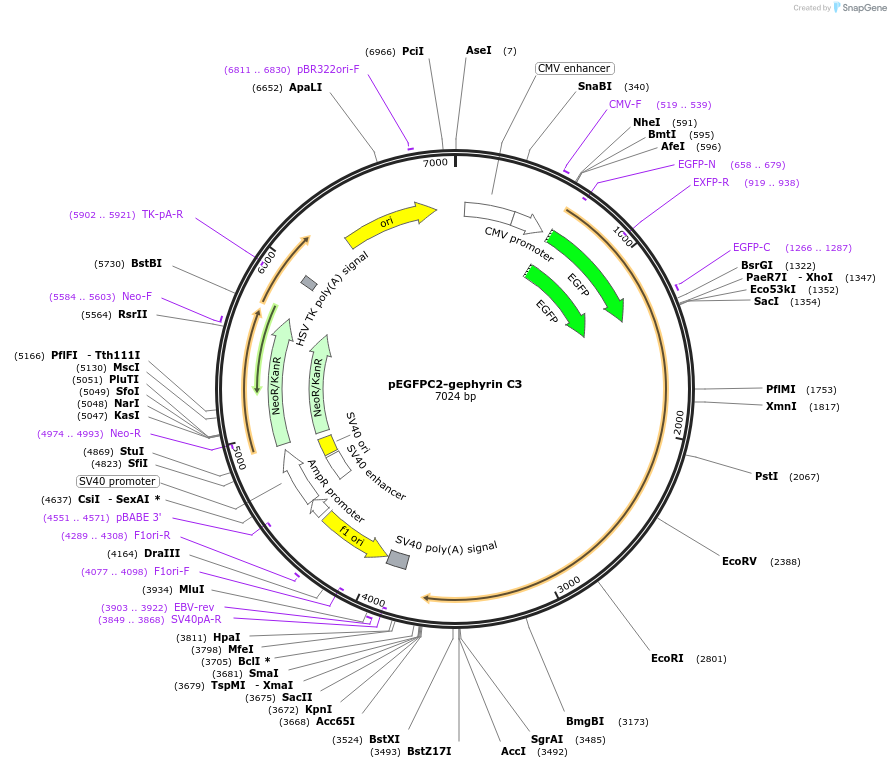 199610-plasmid-map-sequence-id-391798