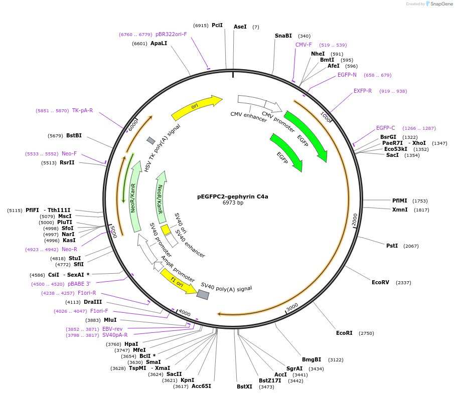 199611-plasmid-map-sequence-id-391804